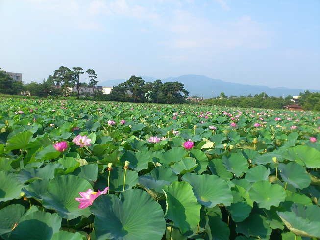 高田公園の蓮群生